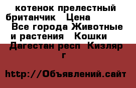 котенок прелестный британчик › Цена ­ 12 000 - Все города Животные и растения » Кошки   . Дагестан респ.,Кизляр г.